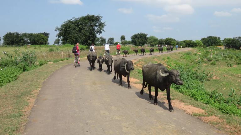 india_madhya-pradesh_khajuraho_fietstocht_1_f.jpg