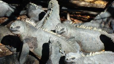 ecuador_galapagos_dieren_leguanen_f